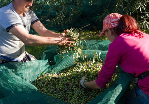 Olivenernte von Hand